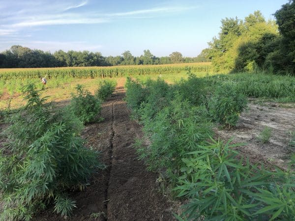 Hemp Marketing 101 Course